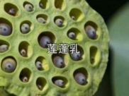 莲蓬乳和空手指是啥,真相与误解并存