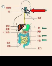 消化系统图片手绘,人体消化系统结构与功能